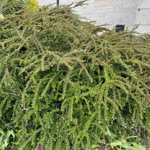 3 Litre Pot Grown Cotoneaster Horizontalis Hedging | ScotPlants Direct